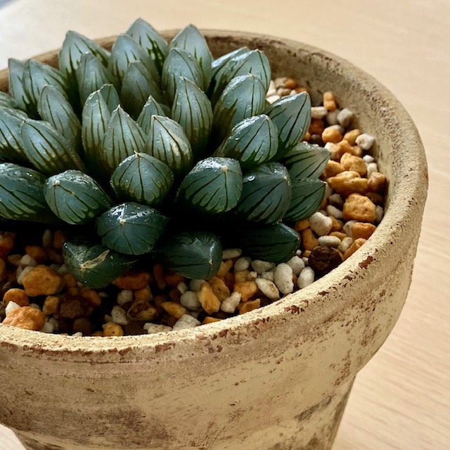 ハオルチア・ブラックオブツーサ