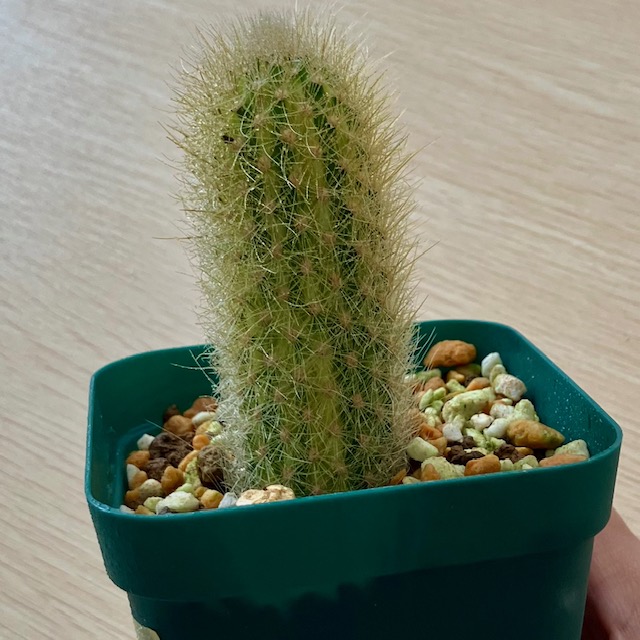 ヒルデウィンテラ