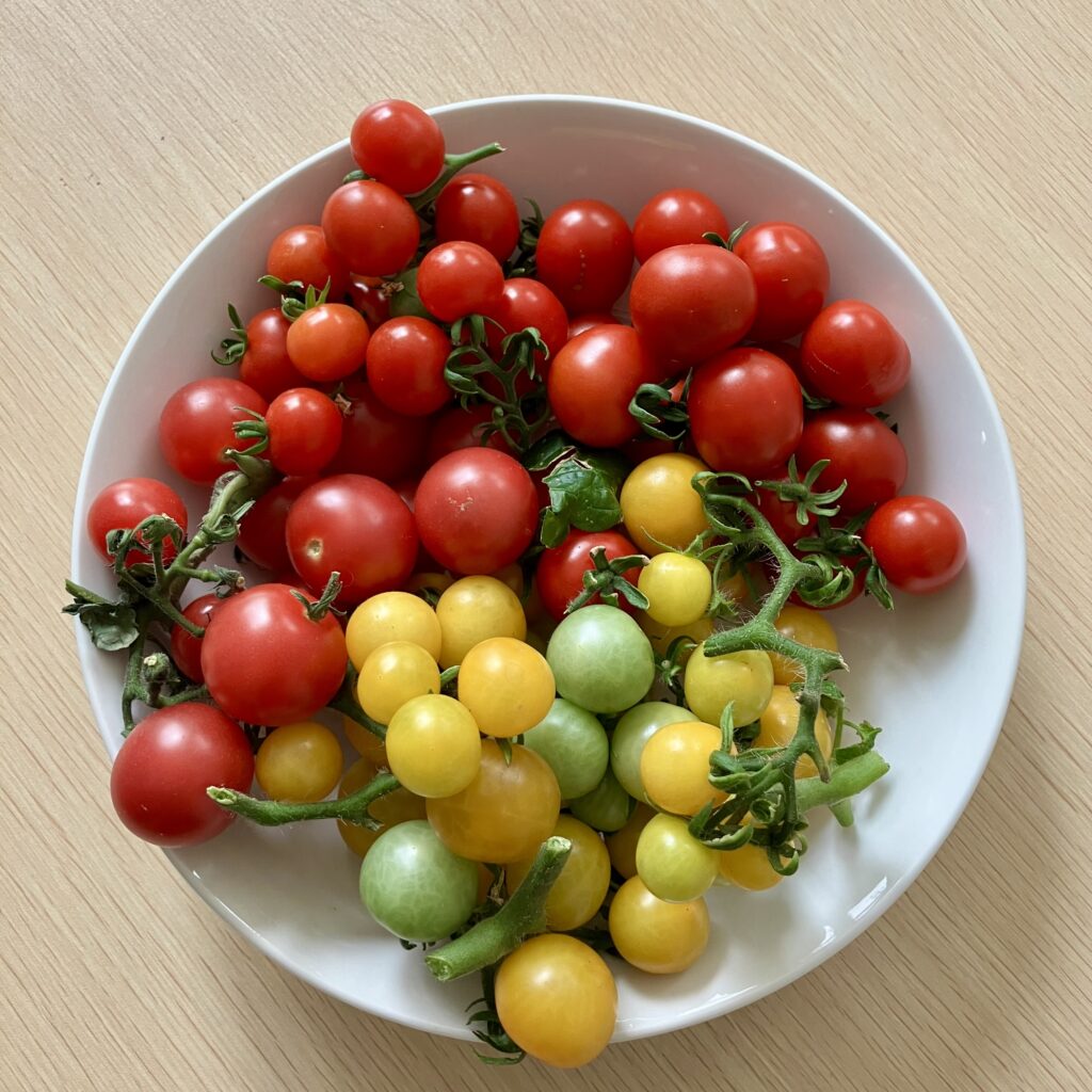 ４種類のドワーフトマトを収穫した様子