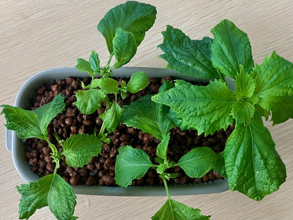 シソを室内で挿し木や種まきをして１年中育てる記録