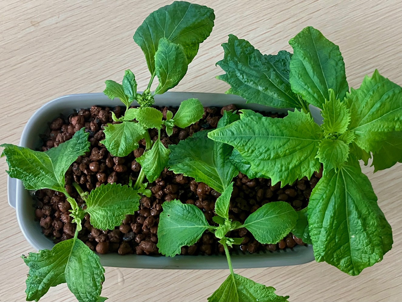 シソを室内で挿し木や種まきをして１年中育てる記録