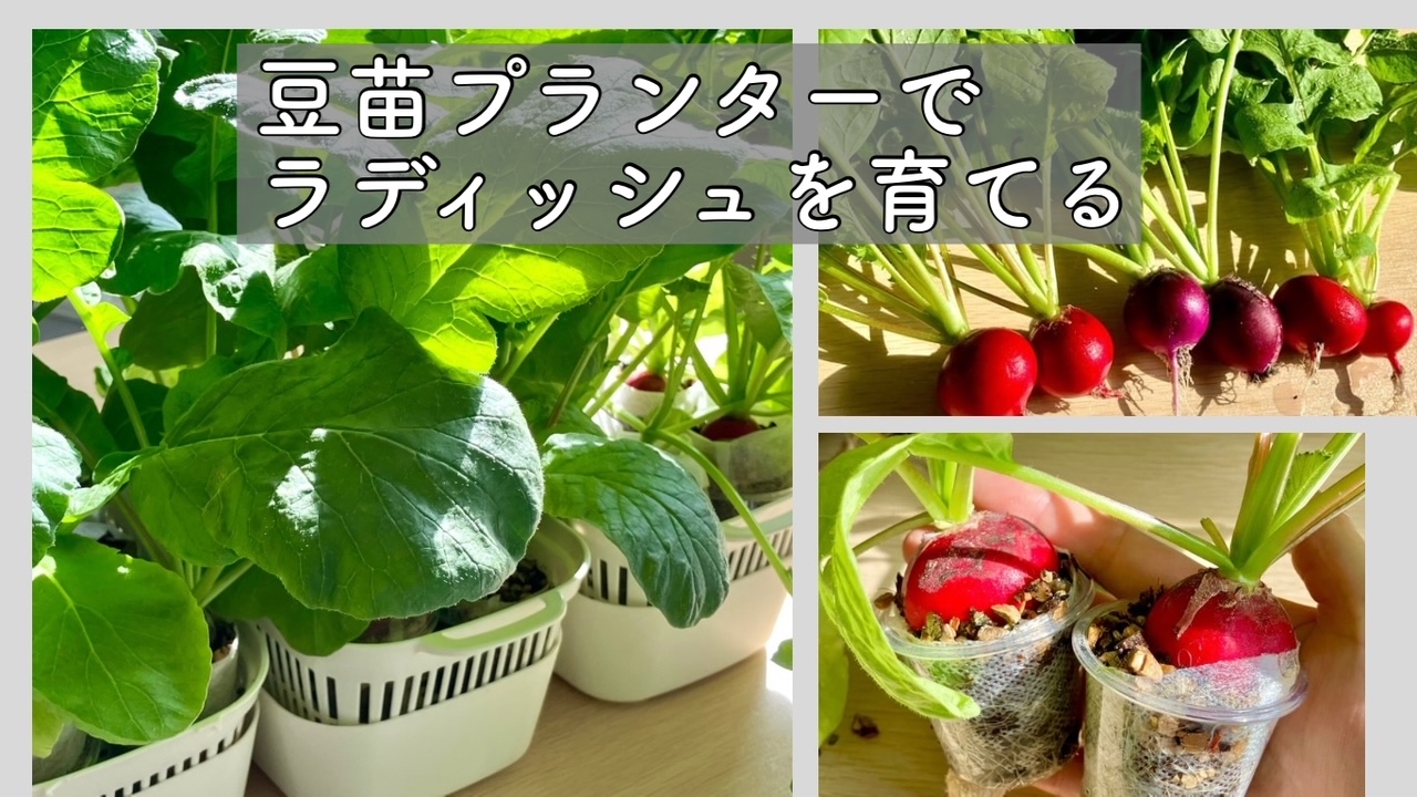 ラディッシュを豆苗プランターで大きく育てる