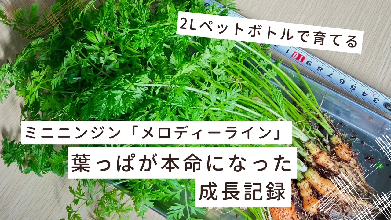 ミニニンジンメロディーラインペットボトル栽培記録