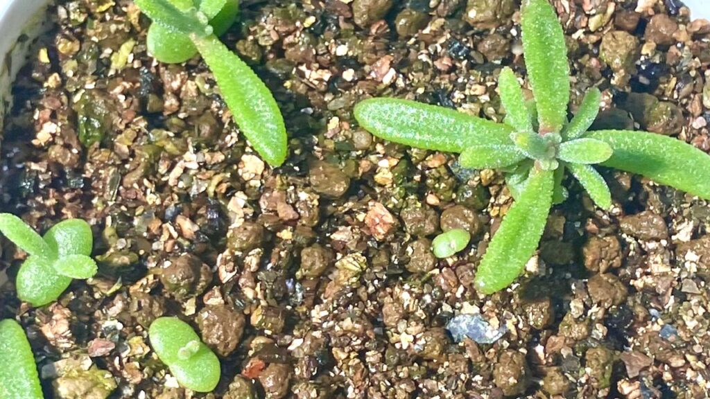 ドロサンテマム実生