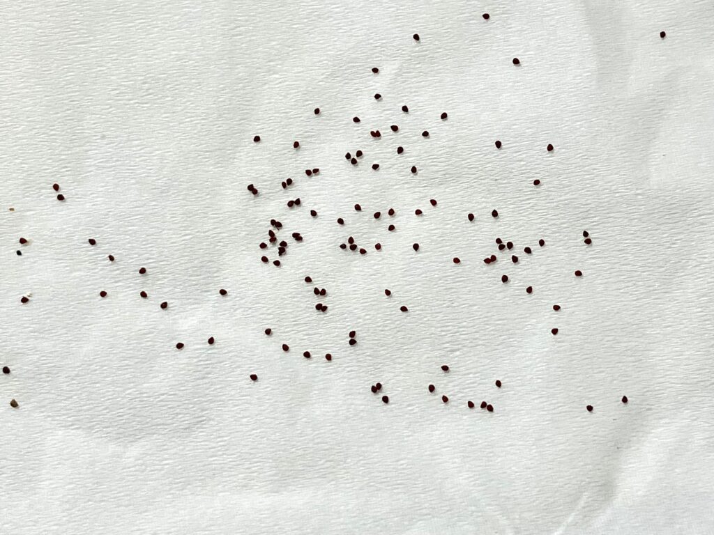 ドロサンテマムのタネ取り