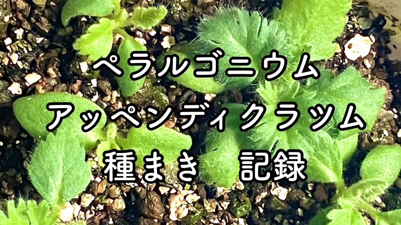 ペラルゴニウム・アッペンディクラツム実生記録