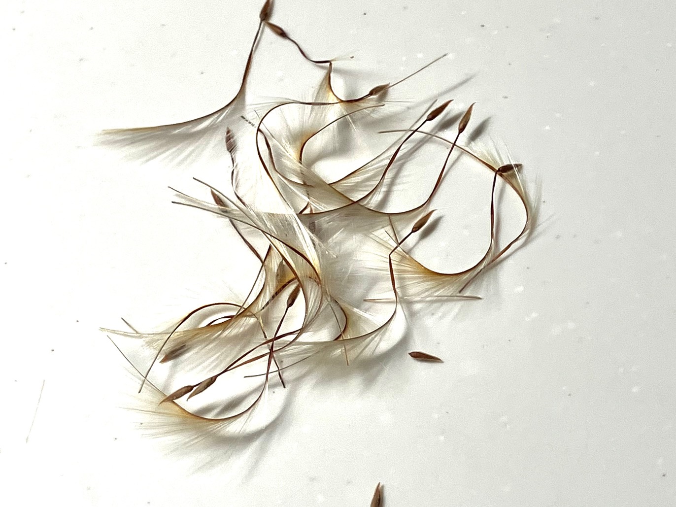 ペラルゴニウムアッペンディクラツムのタネ