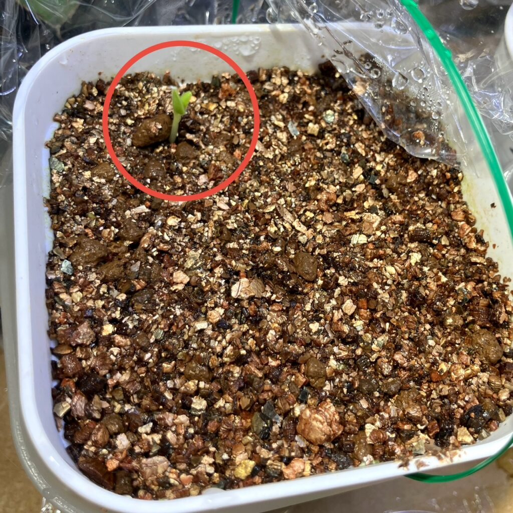 ペラルゴニウム・アッペンディクラツムが発芽