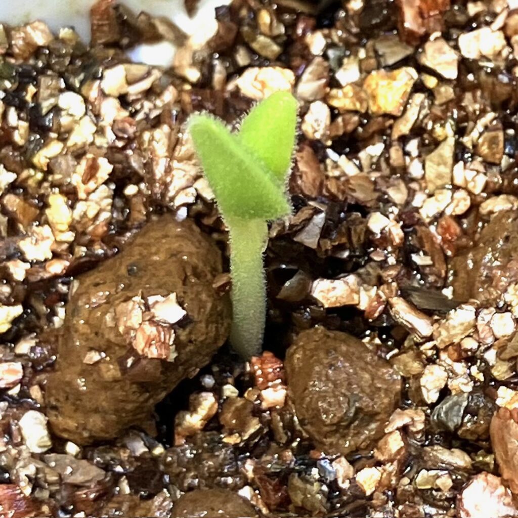 ペラルゴニウム・アッペンディクラツムの双葉