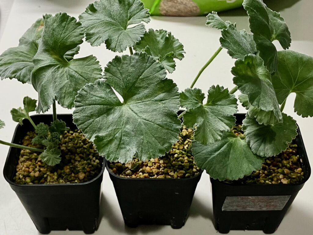 実生から1年3カ月のミラビレ