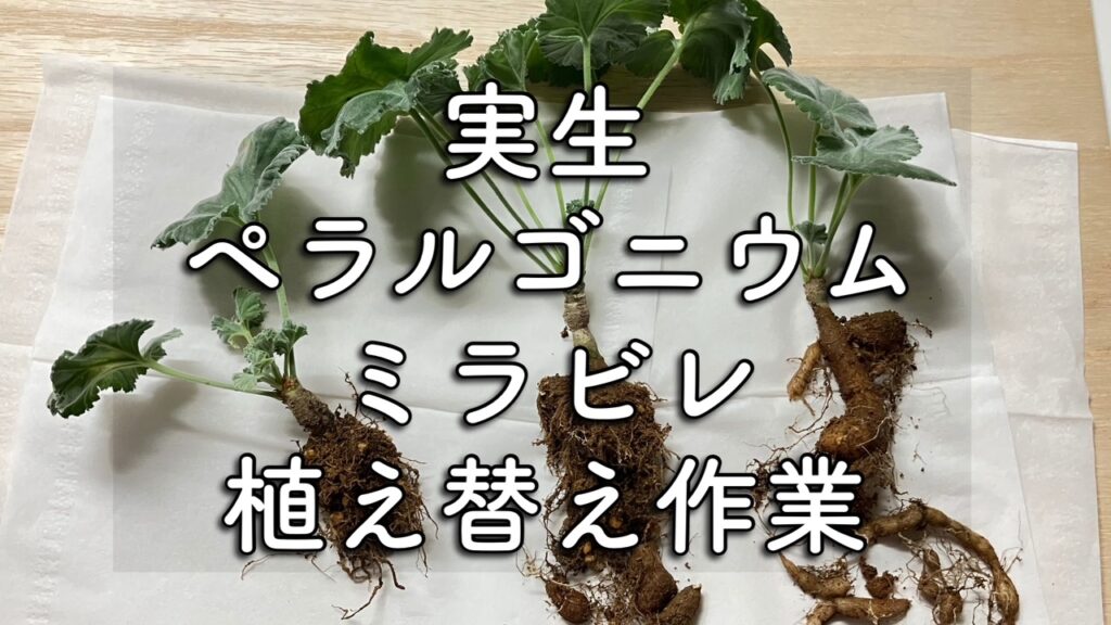 ミラビレ実生の植替えと根の様子
