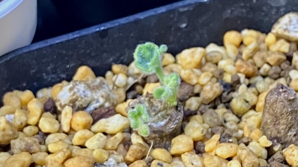 ペラルゴニウム・ミラビレの根挿し