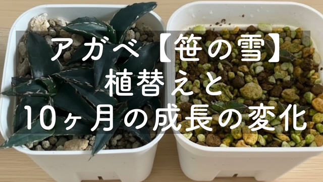 アガベ・ビクトリアレジーナの植替えと10カ月の成長を比較