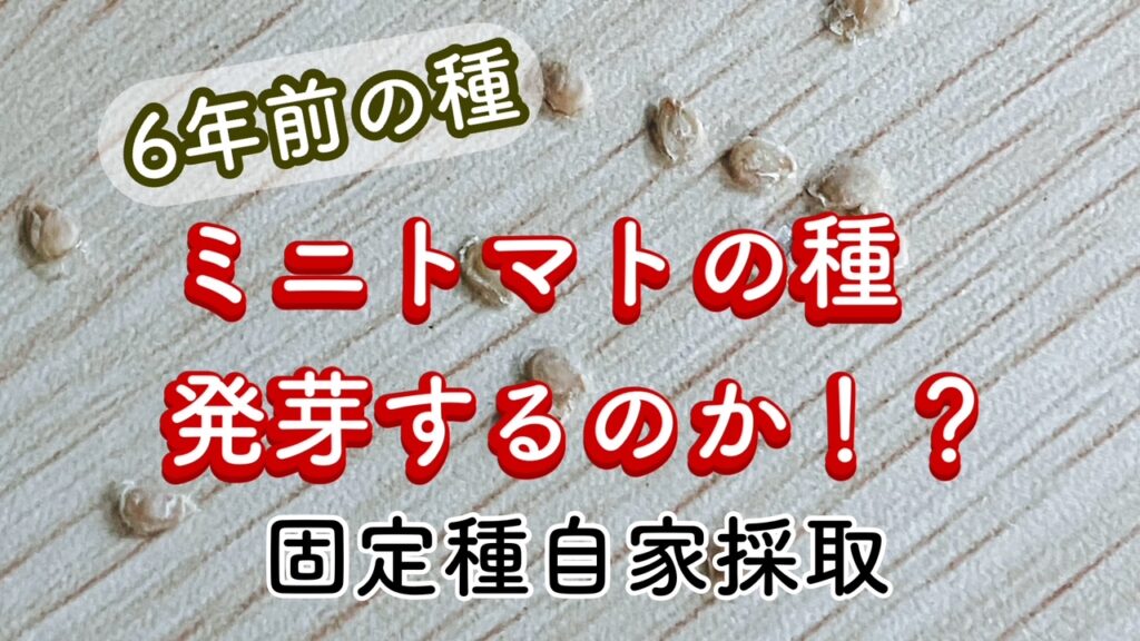 6年前のミニトマトの発芽検証