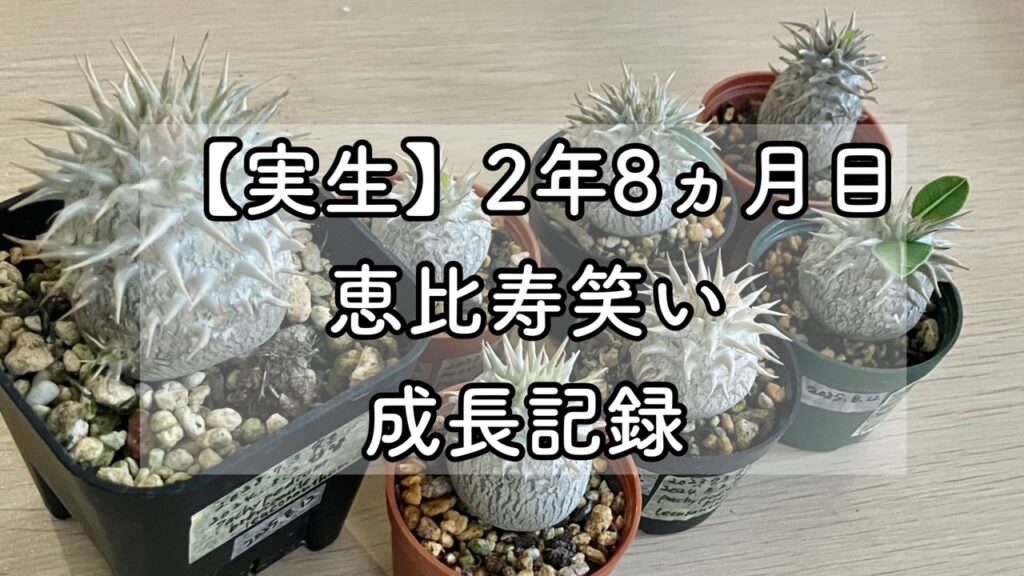 恵比須笑い白花　実生２年８カ月目